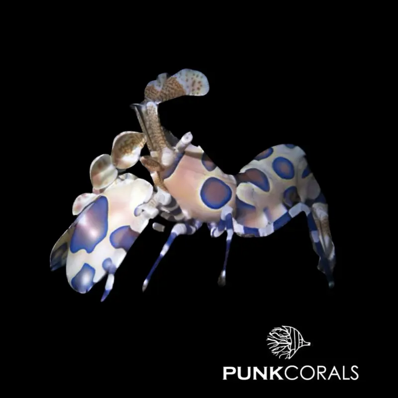 Hymenocera picta Harlekingarnele