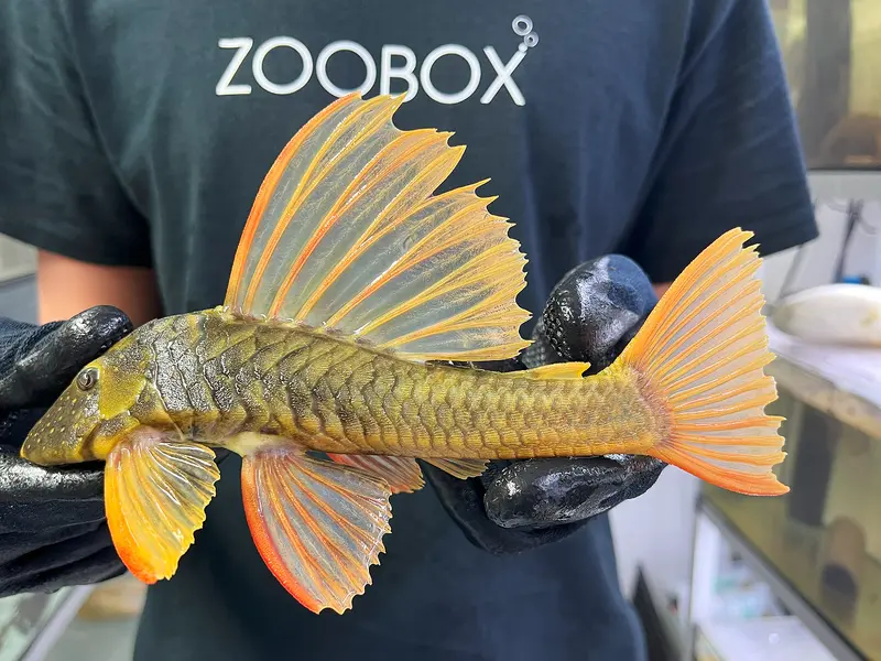 Hypostomus luteus Phase 2 WYSIWYG #111