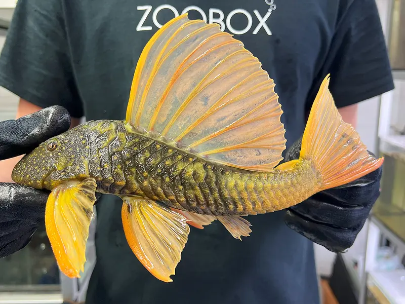 Hypostomus luteus Phase 2 WYSIWYG #18