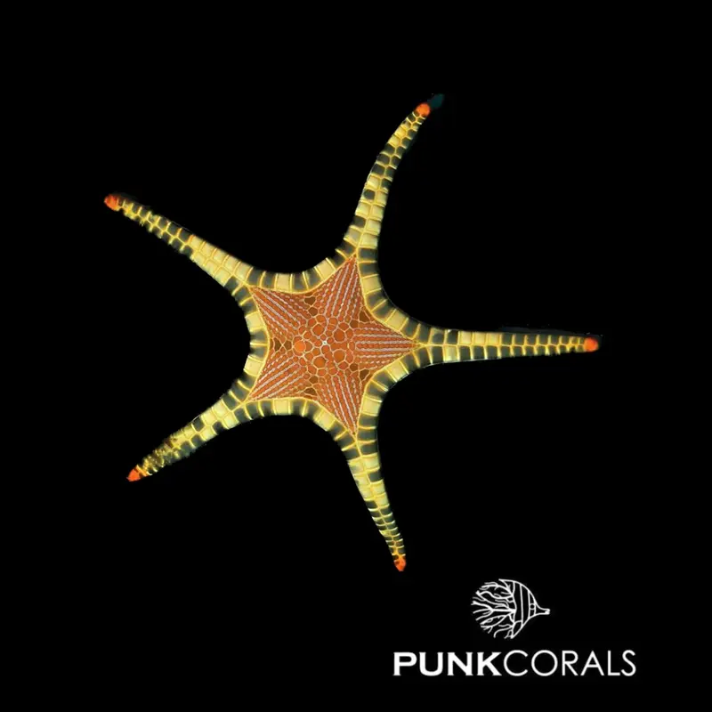 Iconaster longimanus Mosaik-Seestern