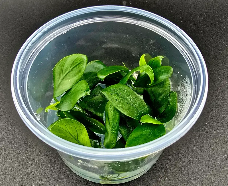 In-Vitro Anubias nangi
