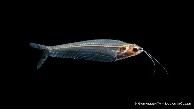 Indischer Glaswels - Kryptopterus vitreolus (bicirrhis)