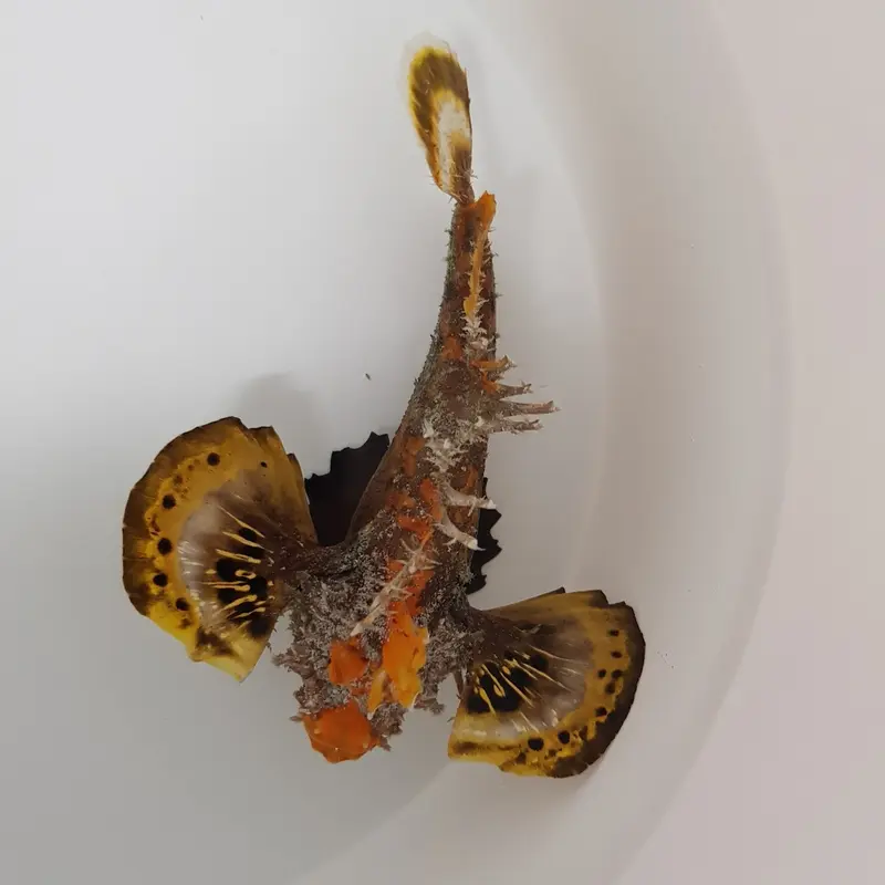 Inimicus didactylus - Steinfisch