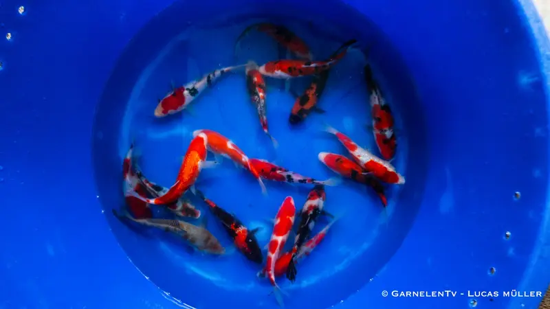 Japan Koi Conias - Cyprinus Carpio (18-22 cm)