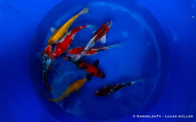 Japan Koi Hirasawa - Cyprinus Carpio (23-26 cm)