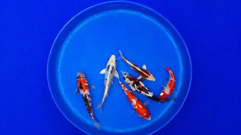 Japan Koi Hosokai - Cyprinus Carpio (20 - 25 cm)