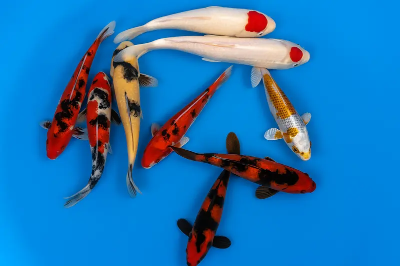 Japan Koi Maruhiro - Cyprinus Carpio (35-40 cm)