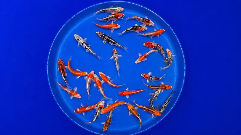 Japan Koi Marusaka - Cyprinus Carpio (12 - 15 cm)