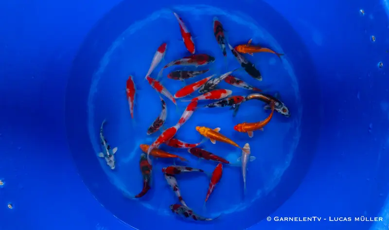 Japan Koi Miyako - Cyprinus Carpio (10-12 cm)