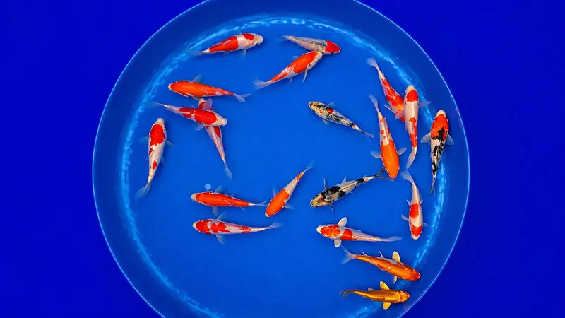 Japan Koi Miyako - Cyprinus Carpio (11 - 13 cm)