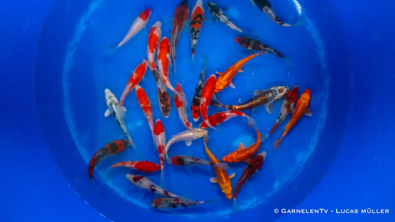 Japan Koi Miyako - Cyprinus Carpio (12-15 cm)