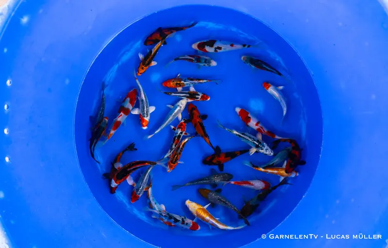Japan Koi Oofuchi - Cyprinus Carpio (14-16 cm)