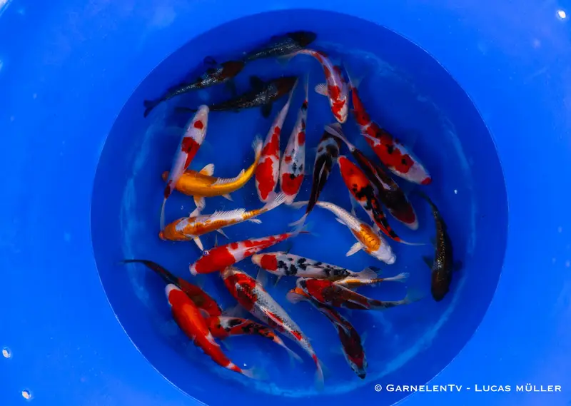 Japan Koi Oofuchi - Cyprinus Carpio (33-38 cm)