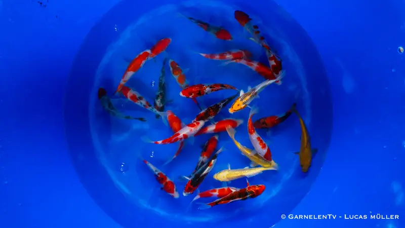 Japan Koi Suda - Cyprinus Carpio (15-17 cm)