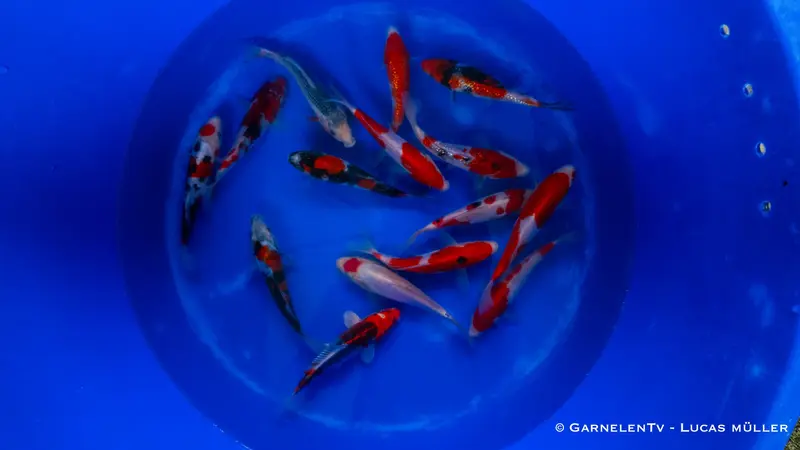 Japan Koi Takahashi - Cyprinus Carpio (17-19 cm)