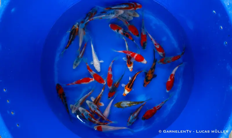 Japan Koi Tanaka - Cyprinus Carpio (15-18 cm)