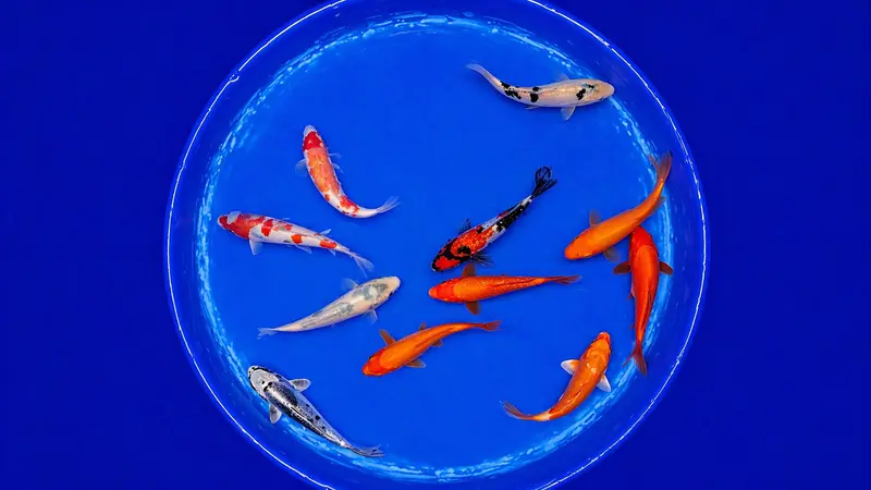 Japan Koi Yagenji - Cyprinus Carpio (13 - 16 cm)