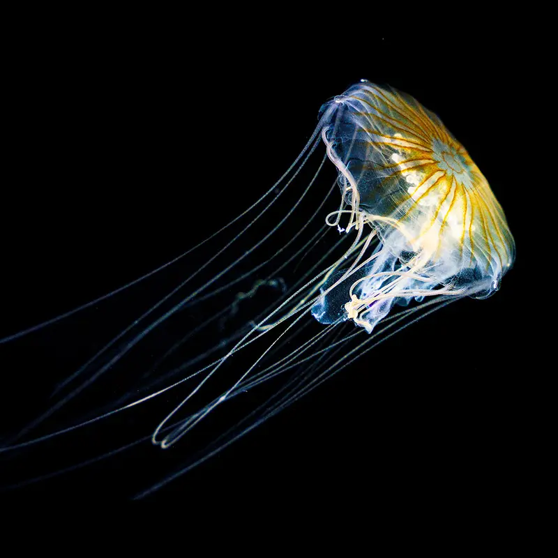 Japanische Kompassqualle (Chrysaora pacifica)