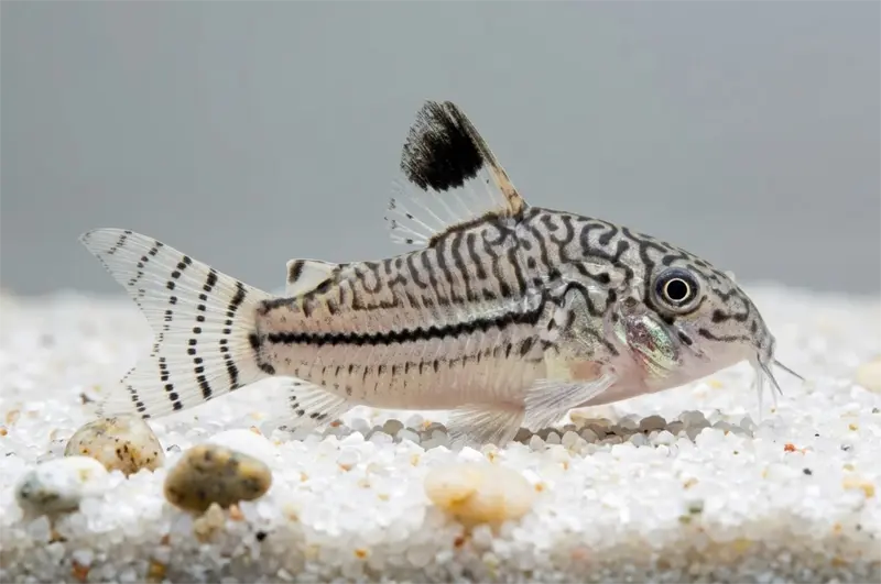 Julii Panzerwels – Corydoras julii