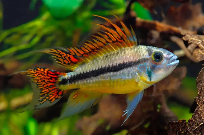 Kakadu-Zwergbuntbarsch – Apistogramma cacatuoides