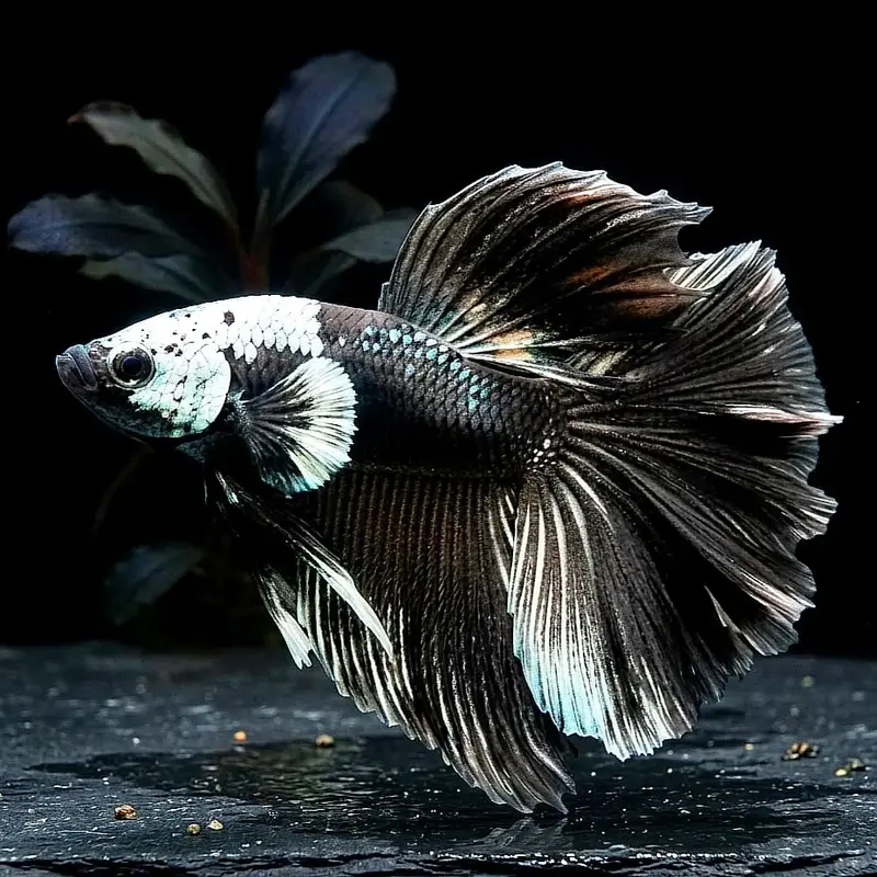 Kampffisch Black Devil Betta splendens – Halfmoon 🐠🖤