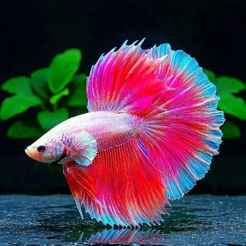 Kampffisch Pink Betta splendens – Halfmoon