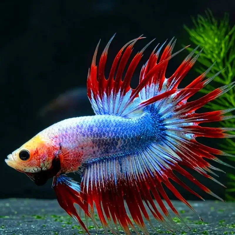 Kampffisch Thaiflag Betta splendens – Crowntail