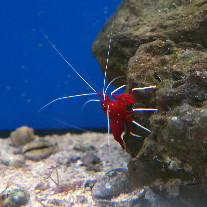 Kardinalsgarnele (Lysmata debelius)