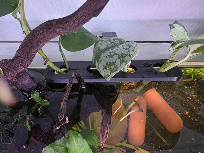 Kiemenkumpel® 4-fach Aquarien-Pflanzenhalter mit Klicksystem Schwarz
