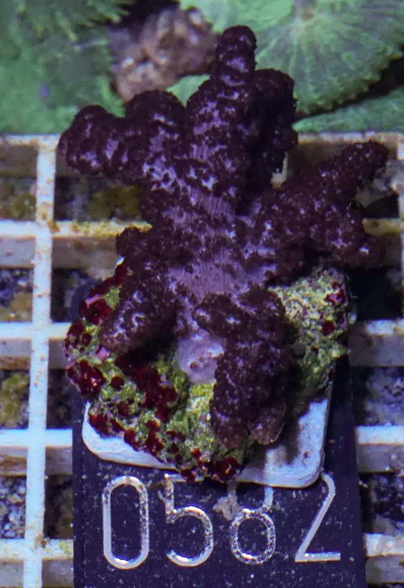 Klyxum simplex