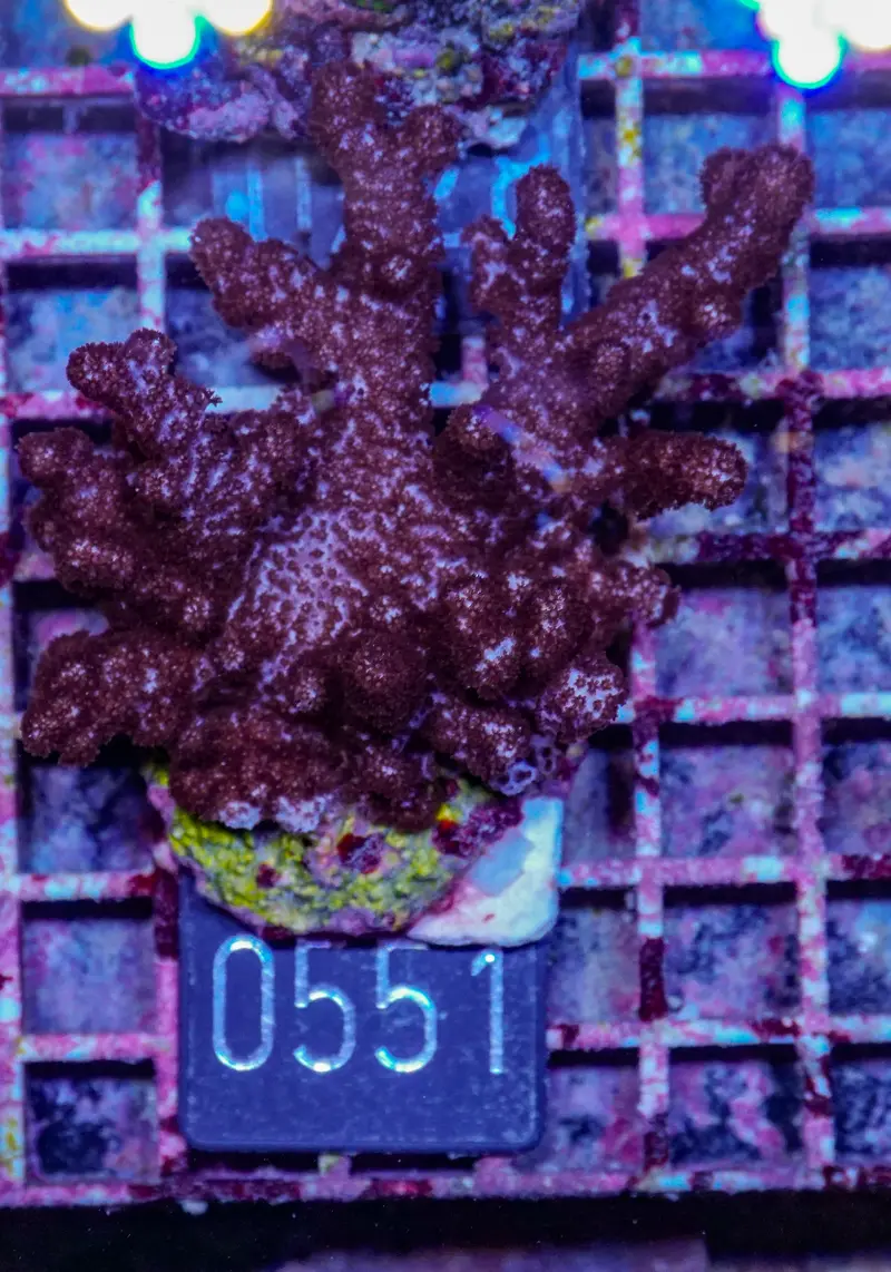 Klyxum simplex