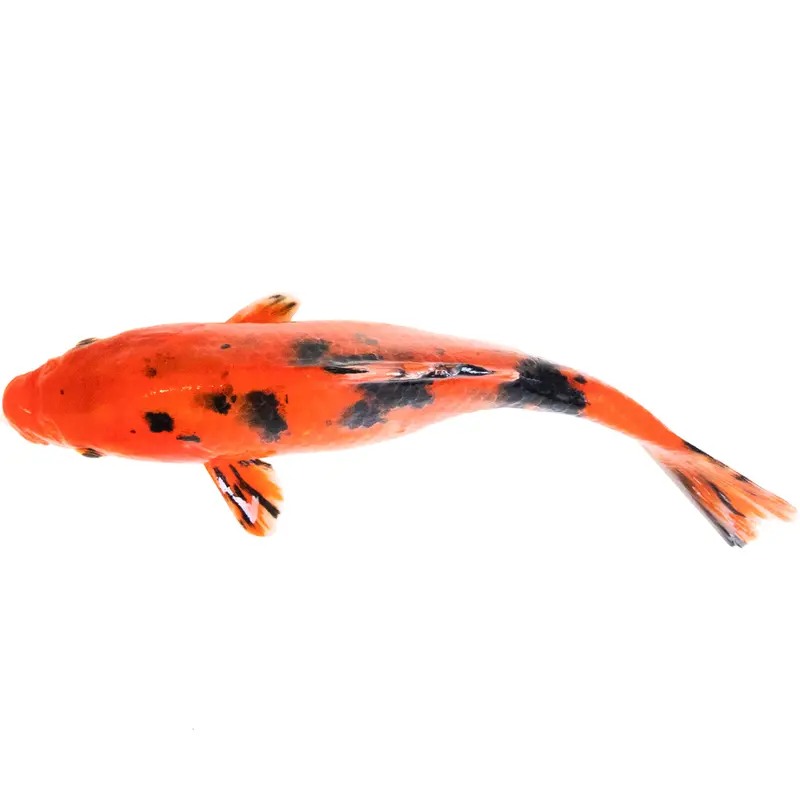 Koi "HiUtsuri" - 20cm