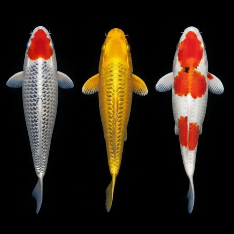 Koi-Karpfen – Cyprinus carpio 🧡