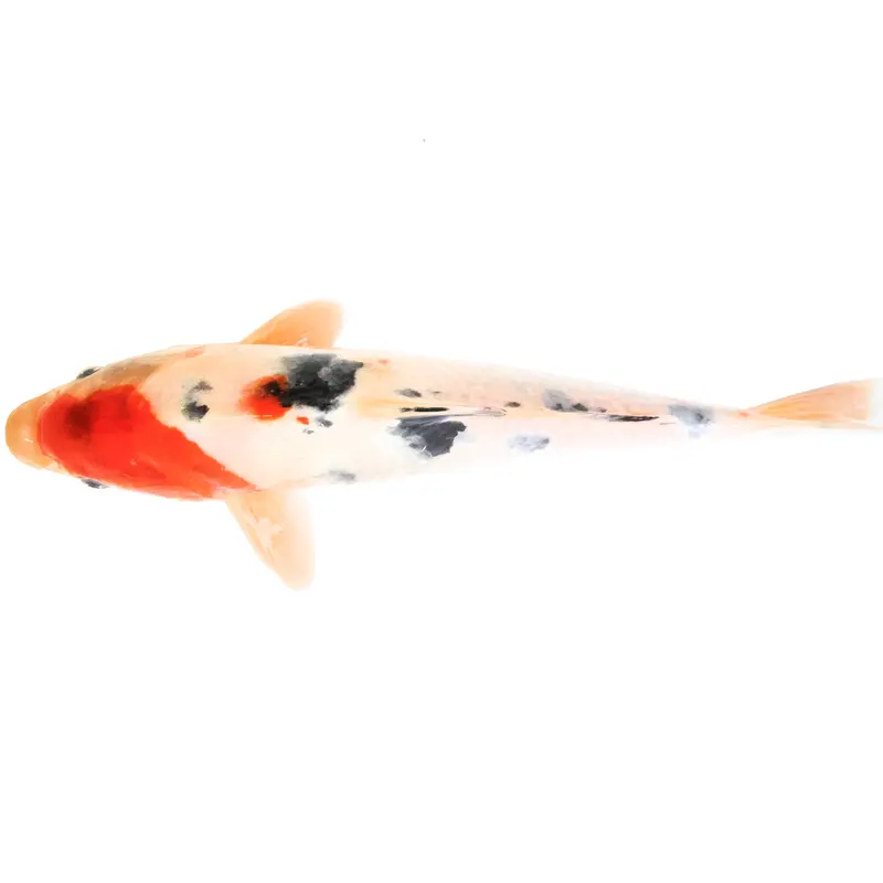 Koi "Sanke" - 25cm