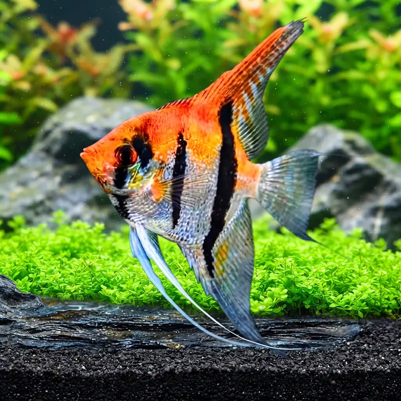 Koi-Skalar - Pterophyllum scalare 🌿✨