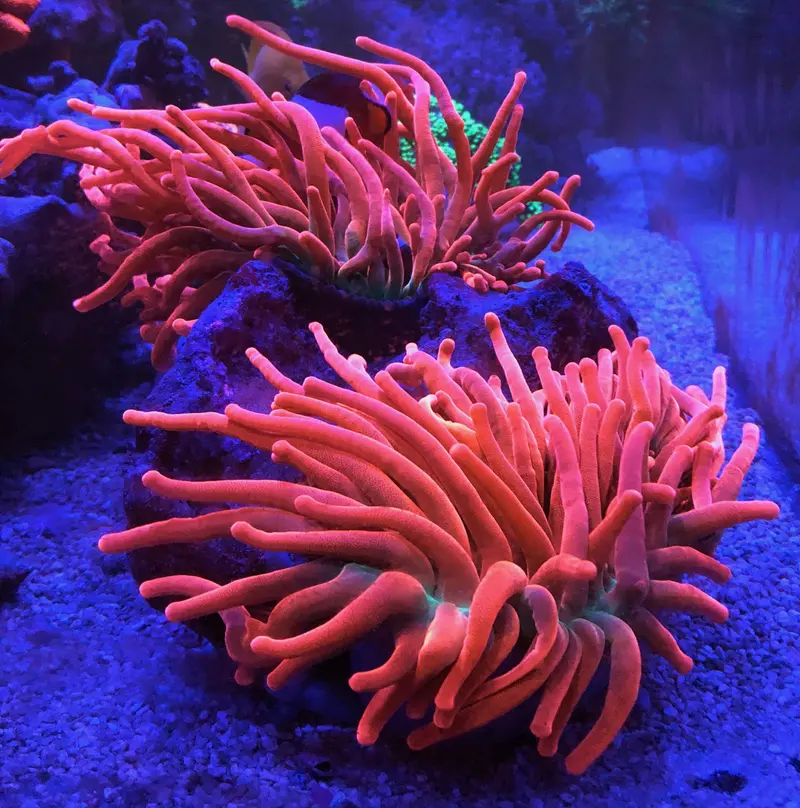 Kupferanemone (Entacmaea quadricolor) - Nachzucht