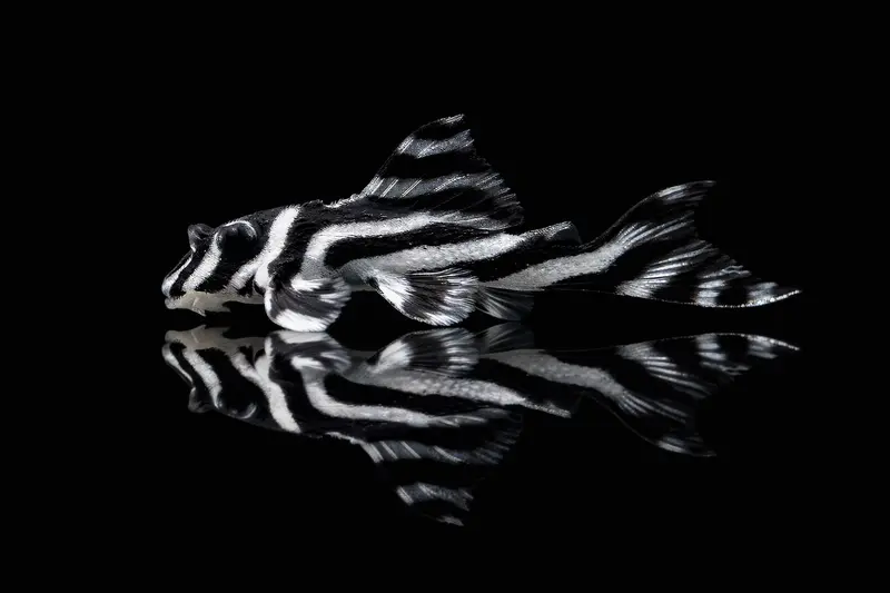 L46 Zebra Wels (4cm) 26NL344714/11