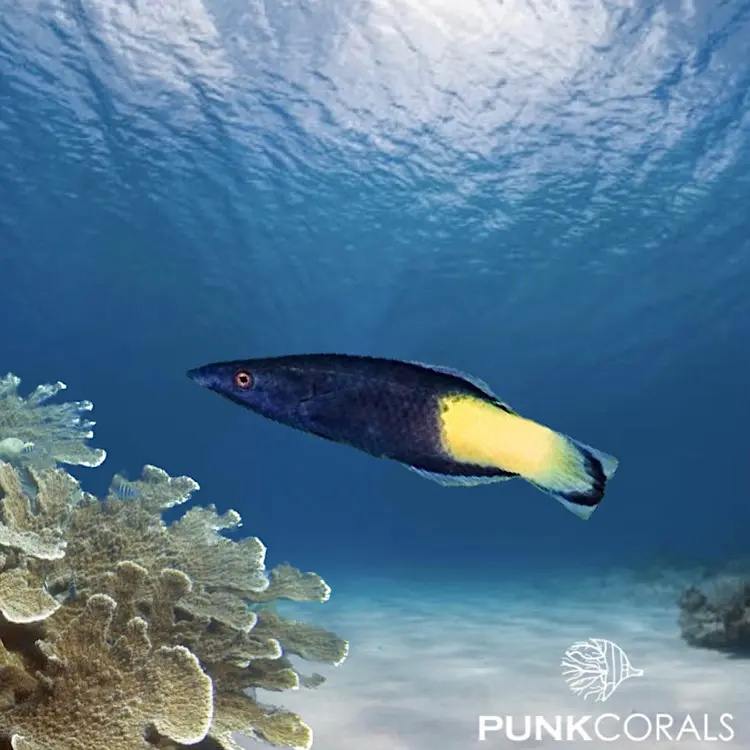 Labroides bicolor Zweifarben-Putzerlippfisch