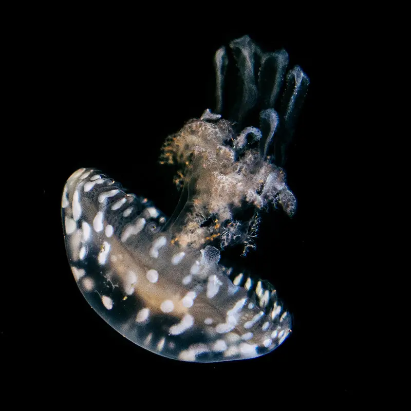 Lagunenqualle Polypen (Mastigias papua)