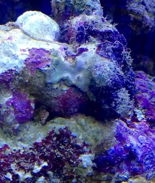Lebendgestein für Meerwasseraquarien