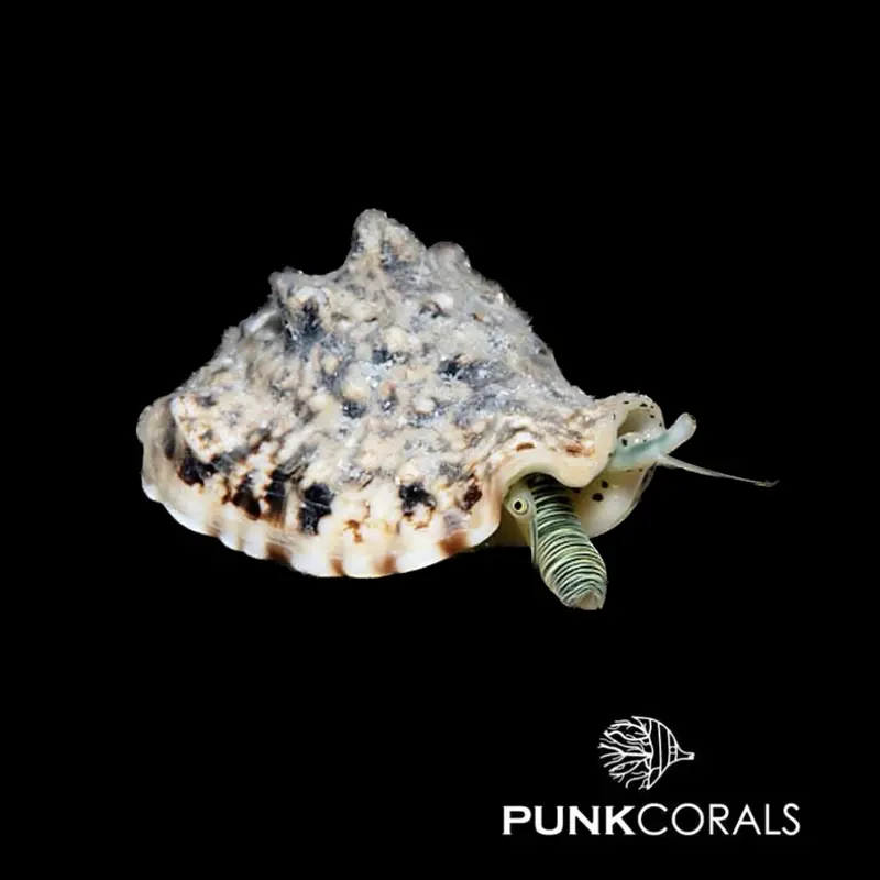 Lentigo lentiginosus Silber-Fechterschnecke