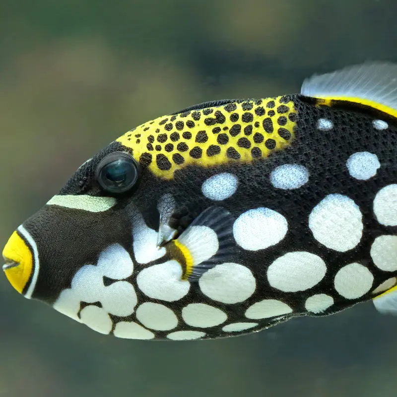 Leopard Drückerfisch - Balistoides conspicillum