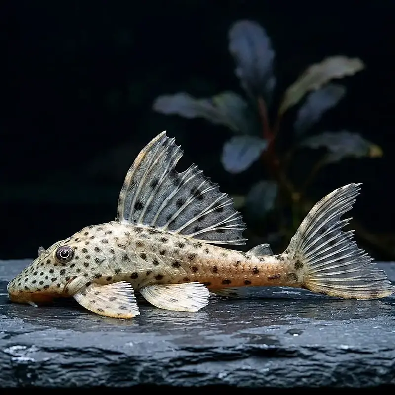 Leopard-Segelschilderwels – Hypostomus plecostomus 🐟🌿🛡️
