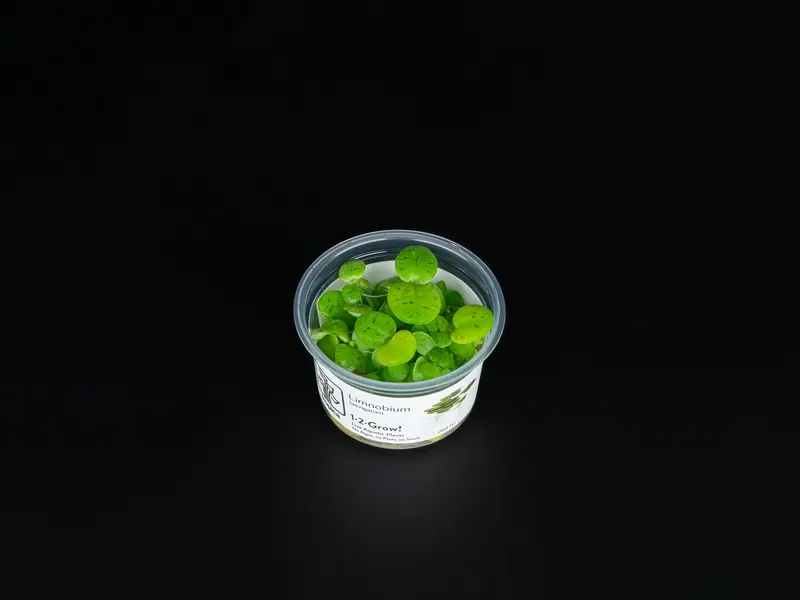 Limnobium laevigatum