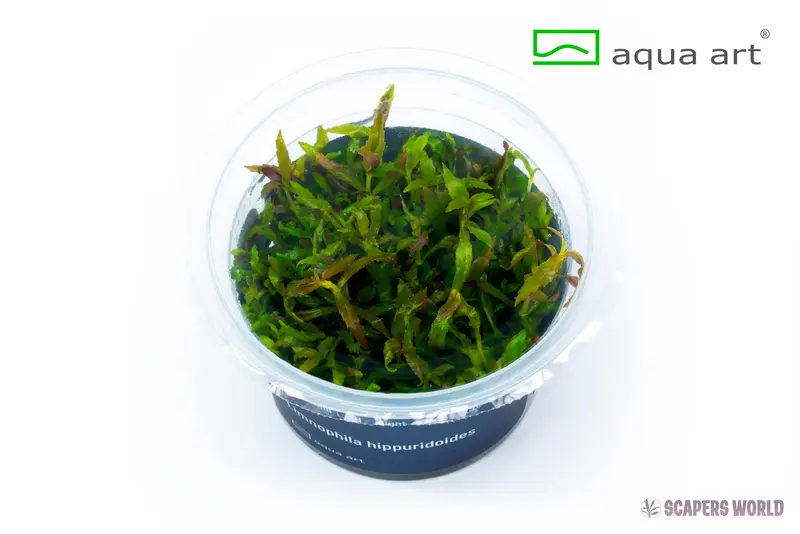 Limnophila hippuridoides