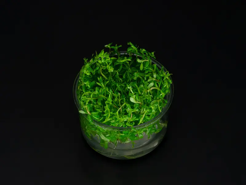 Limnophila sp. 'Vietnam'