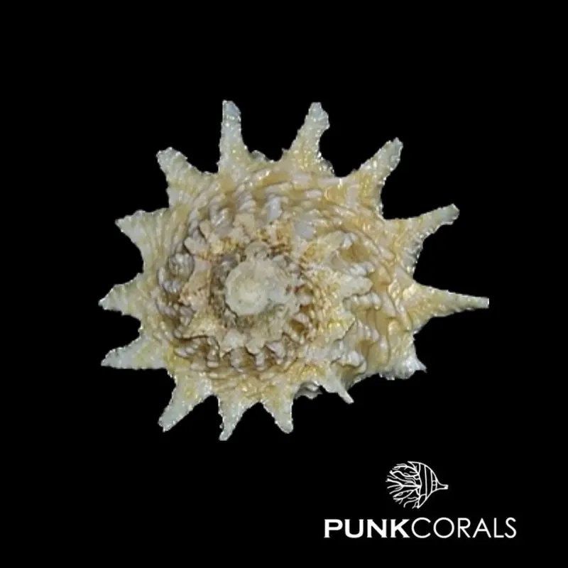 Lithopoma phoebium Langstachel-Sternschnecke