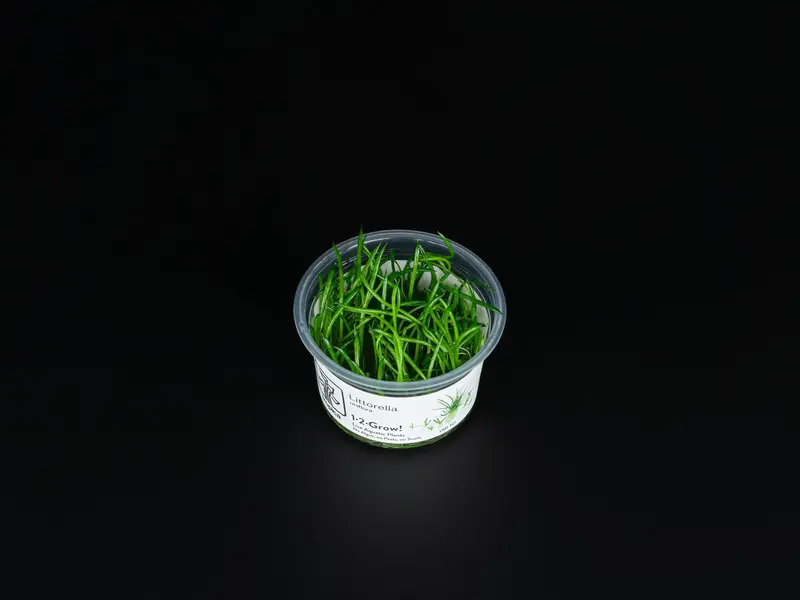 Littorella uniflora