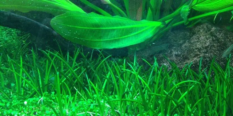 Littorella uniflora - In vitro Cup