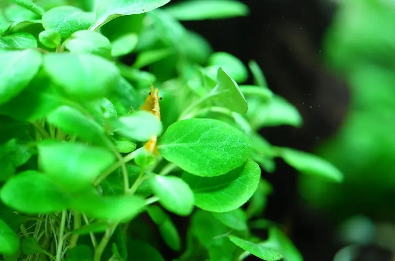 Lobelia cardinalis 'Mini' - In vitro cup